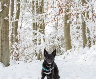 MrsBerry.de | Winter und Schnee in der Eifel: Rodeln am Michelsberg in Bad Münstereifel