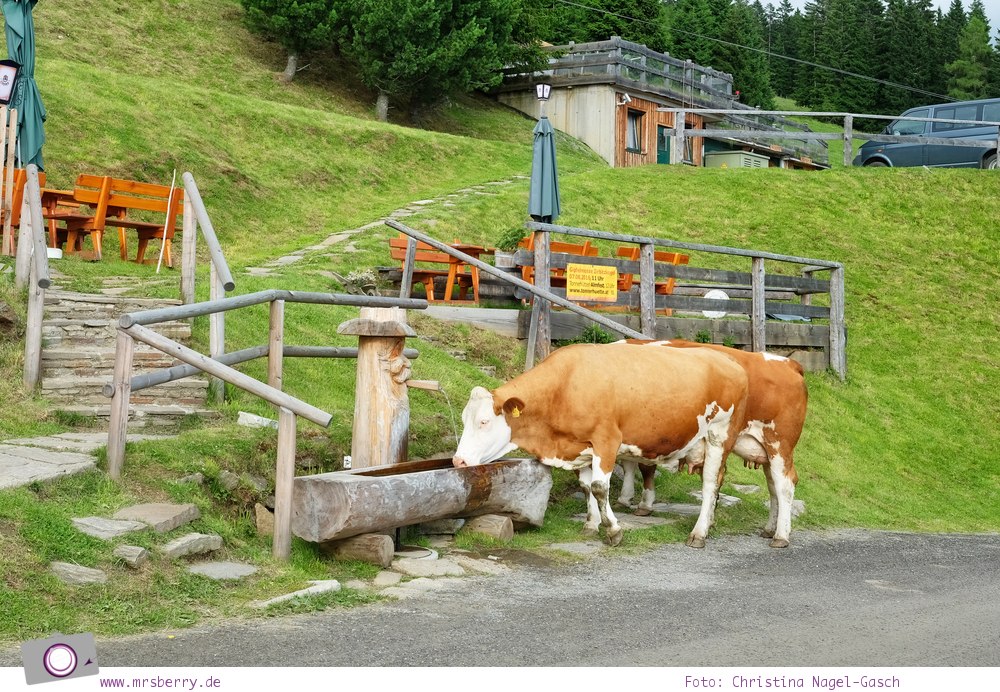 Urlaub Zirbitzkogel in der Steiermark - Wandern mit Kind und Hund | Aussicht Kuh-geleit an der Tonnerhütte