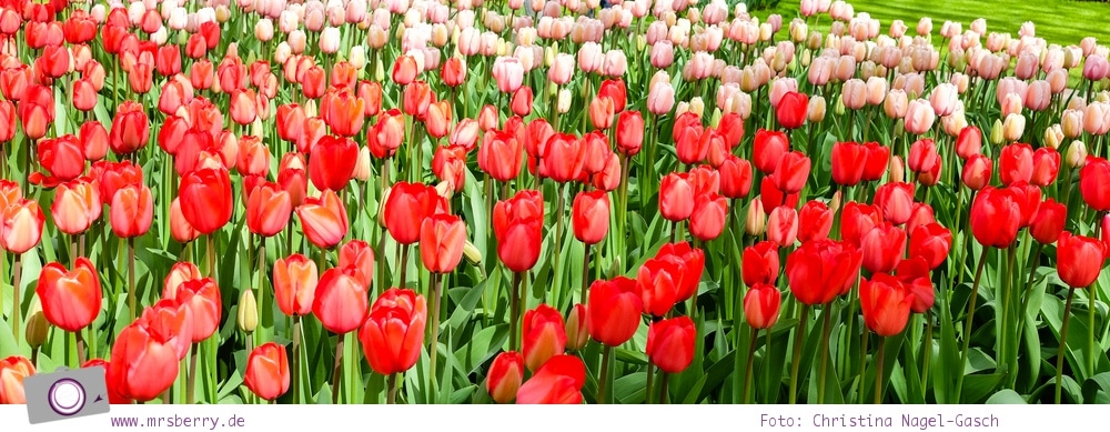 Tipps für ein Wochenende im Frühling in Holland mit Kind und Hund - vom Meer in Noordwijk und Tulpen im Keukenhof: ein Blumenmeer aus Tulpen, Narzissen und Hyazinthen im Keukenhof