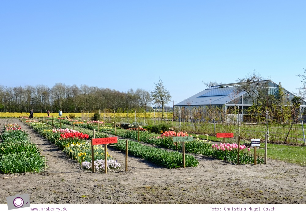 Tipps für ein Wochenende im Frühling in Holland mit Kind und Hund - vom Meer in Noordwijk und Tulpen im Keukenhof: Ausflug zur Gärtnerei Noordwijk Buiten