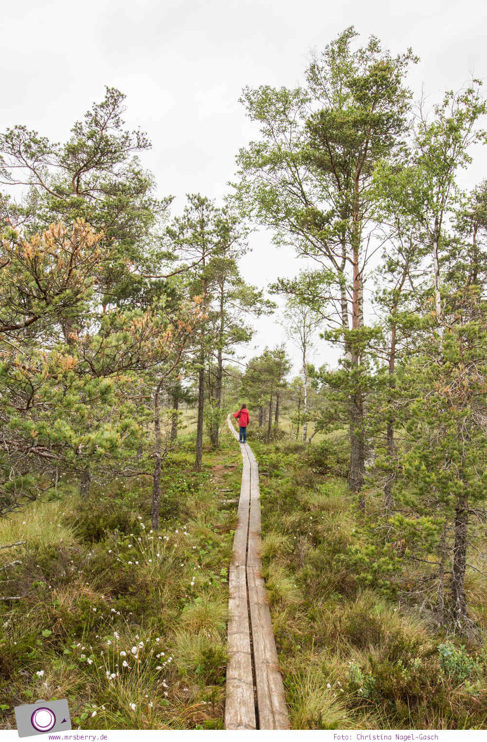 Schweden mit Kindern - Tipps für Småland in Südschweden: Ausflug in den Store Mosse Nationalpark