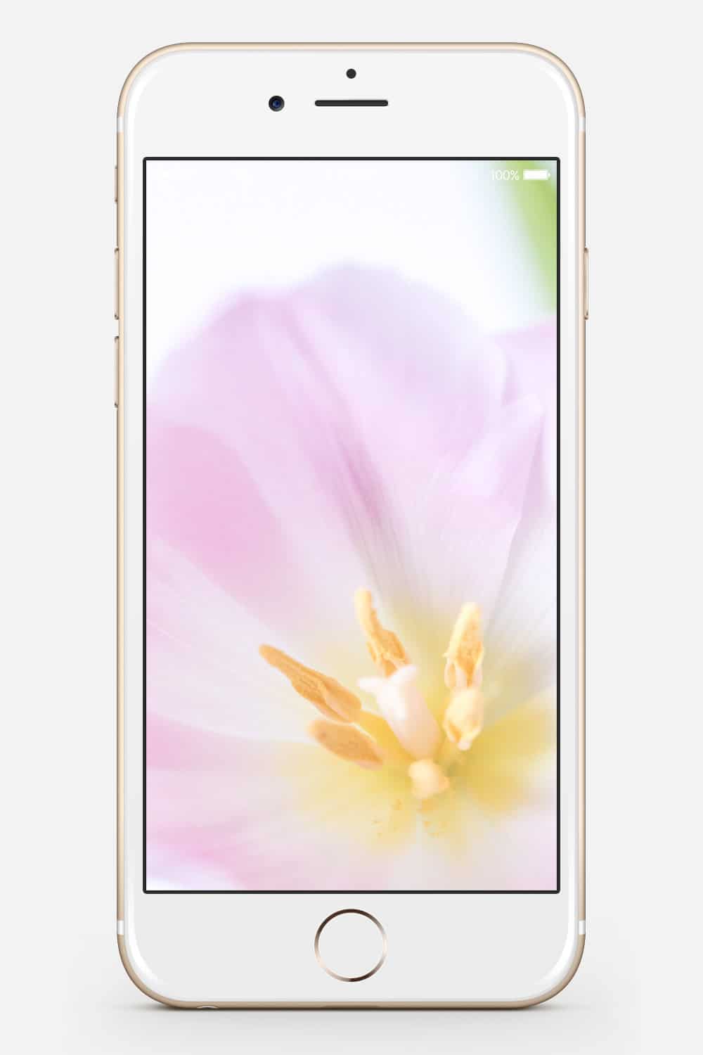 Wallpaper MrsBerry.de Tulpen Makro Fotografie Wallpaper MrsBerry.de Tulpen Makro Fotografie