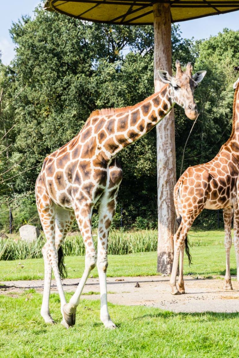 Safari in Niedersachen - Ein Wochenende im Serengeti Park Hodenhagen in der Lüneburger Heide