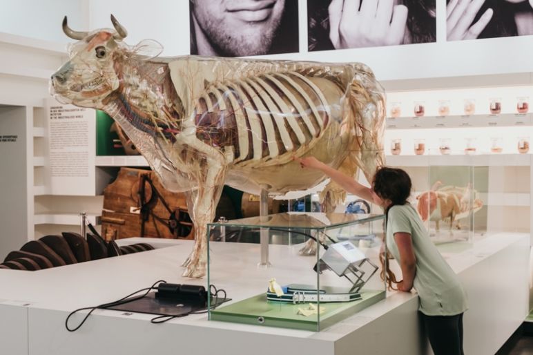 Städtereise Dresden Sehenswürdigkeiten - Die Gläserne Kuh, ein Anatomisches Modell, im Deutschen Hygiene-Museum Dresden.