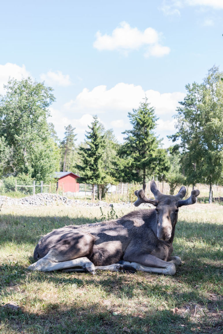 Skandinavien Roadtrip: 3 coole Familienspots in Smaland, Schweden - Im Grönåsens Elchpark den König des Waldes treffen.